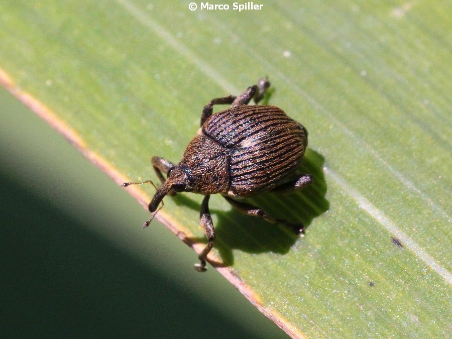 Curculionidae:  Mononychus punctumalbum